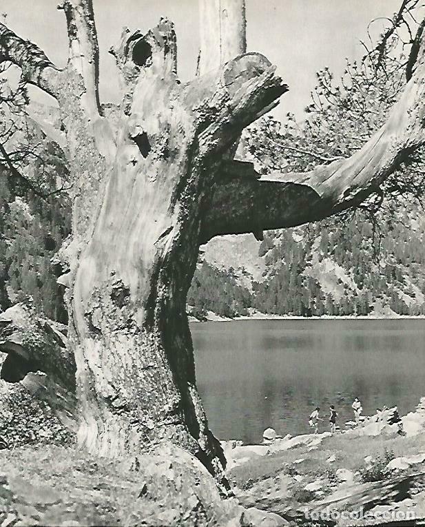 Postales: LAMINA 14637: Rio cerca de Sort - Estanislau Torres. Fotografias de Francesc Catala Roca