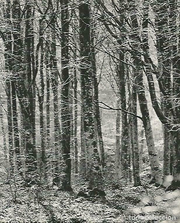 Postkarten: LAMINA 14731: Reba&ntilde;o de ovejas en las Alberes - Estanislau Torres. Fotografias de Francesc Catala Ro