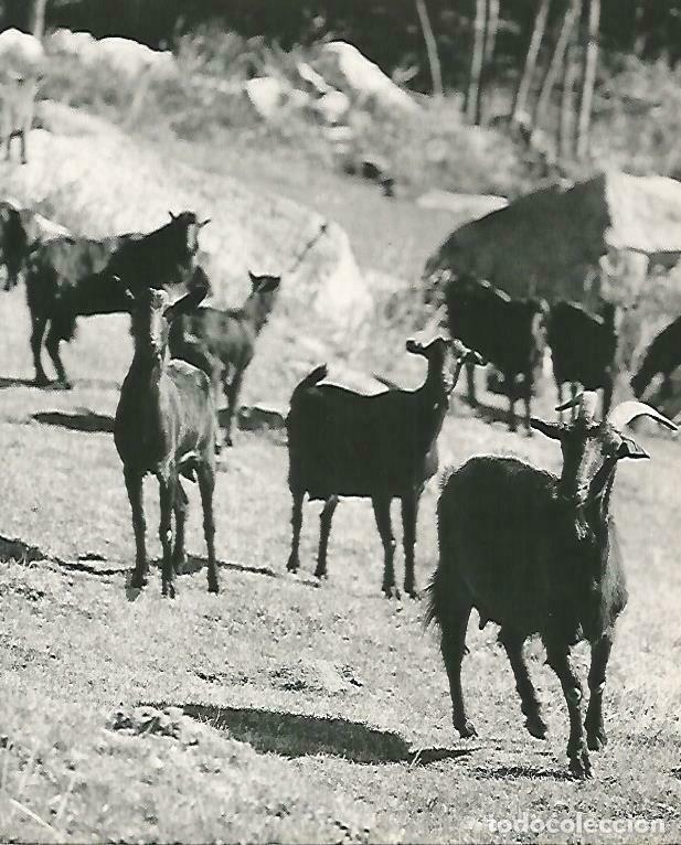 Cartes Postales: LAMINA 14723: Cabras en el Pirineo - Estanislau Torres. Fotografias de Francesc Catala Roca