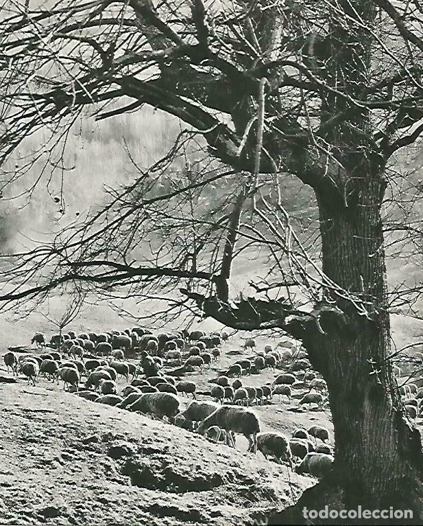 Postcards: LAMINA 14732: Perro pastor - Estanislau Torres. Fotografias de Francesc Catala Roca