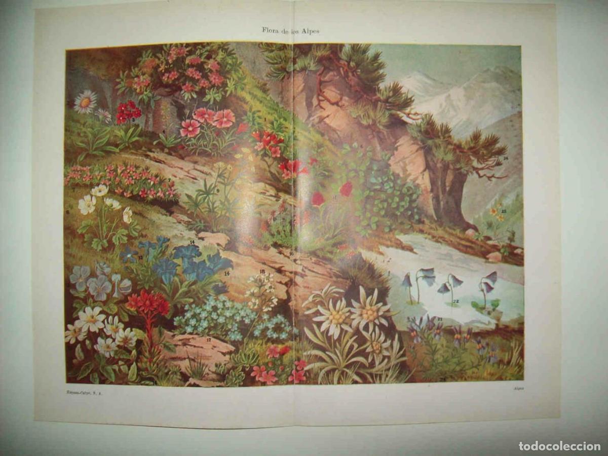 Postais: LAMINA ESPASA 33872: Flora de los Alpes - Varios