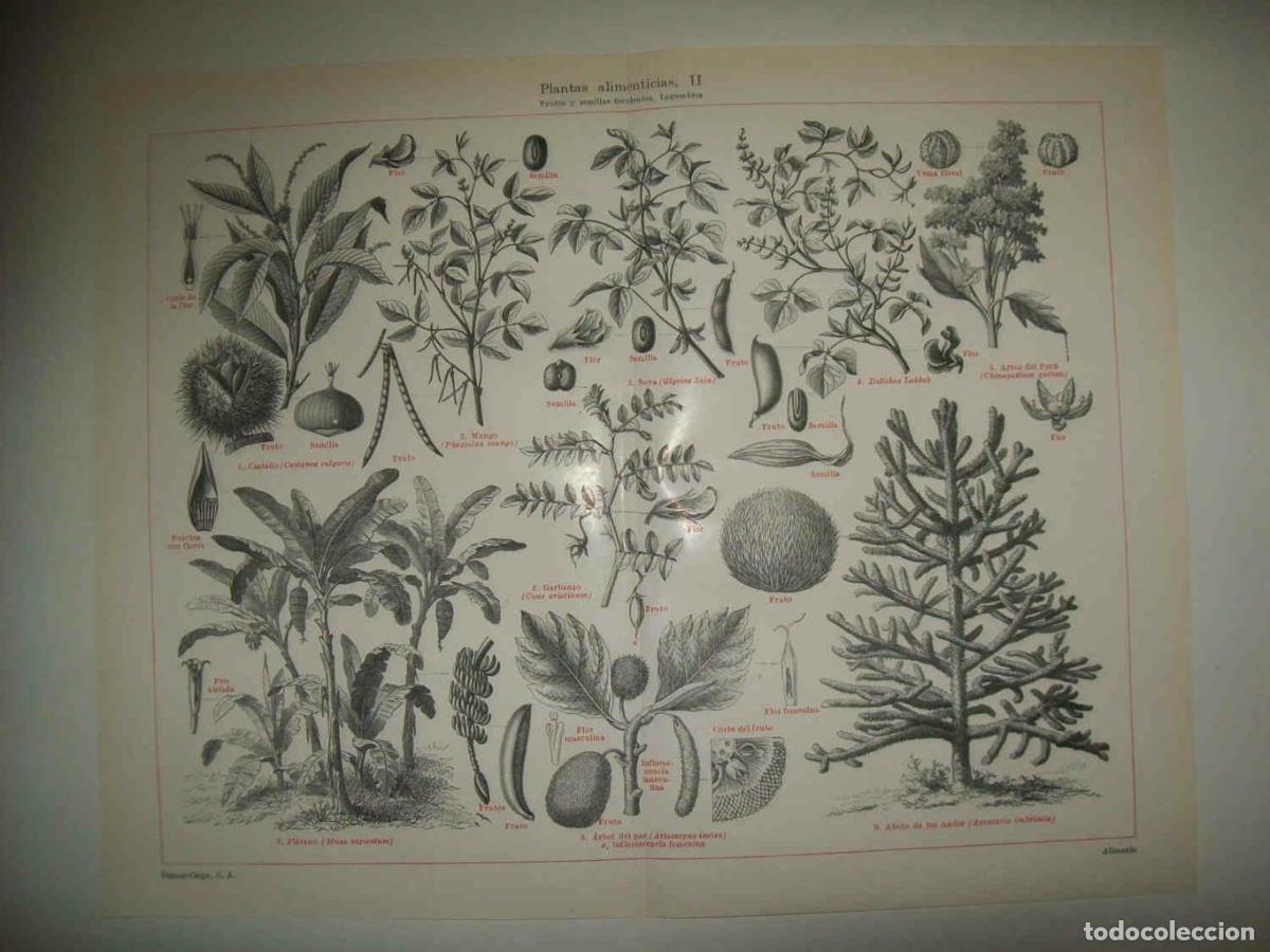 Postales: LAMINA ESPASA 33799: Frutos y semillas de plantas alimenticias - Varios