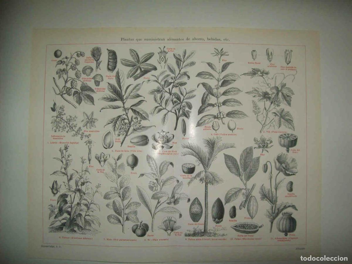 Postales: LAMINA ESPASA 33801: Plantas alimenticias - Varios
