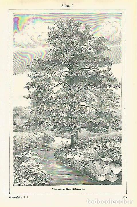Postales: LAMINA ESPASA 33806: Aliso comun o Almus glutinosa L. - Varios
