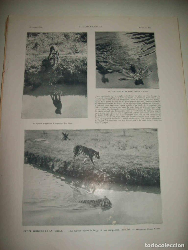 Postales: LAMINA 15142: Tigres en la jungla - VVAA