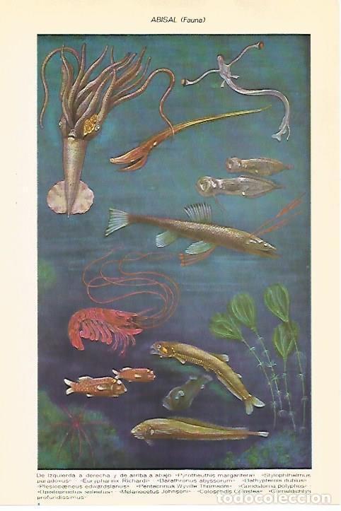 Postkarten: LAMINA VOX 16506: Abisal, fauna - Varios