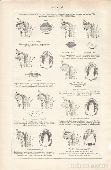 Cartes Postales: LAMINA ESPASA 34190: Esquemas fisiologicos de sonidos en el habla - Varios