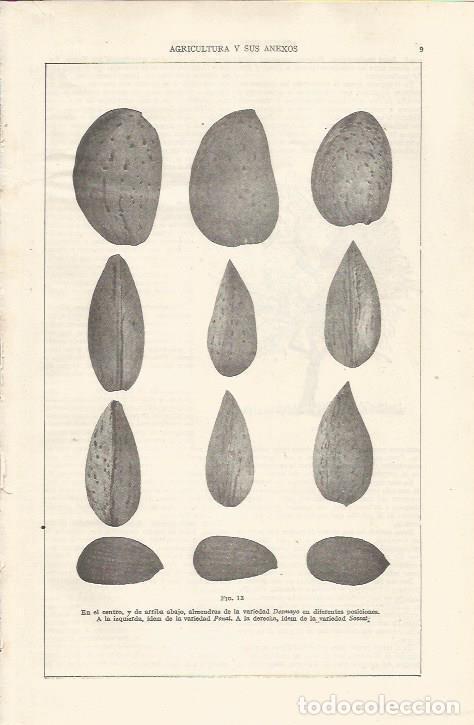 Postais: LAMINA ESPASA 34345: Almendras de la variedad Desmayo - Varios