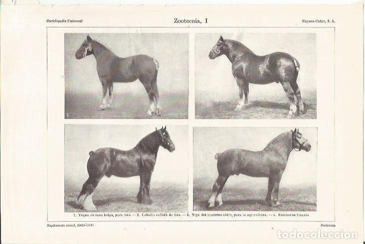 Cartoline: LAMINA ESPASA 35359: Especies de caballos - Varios