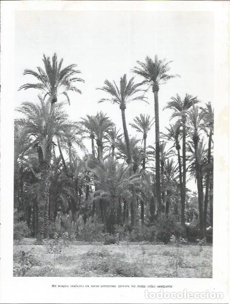 Cartoline: LAMINA 21983: Palmeral de Elche - Joan Fuster
