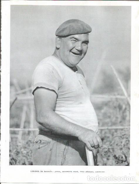 Postales: LAMINA 21791: Labrador del regadio - Joan Fuster