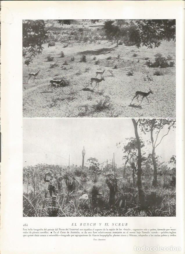 Postcards: LAMINA 22835: Norte del Transvaal y Oeste de Australia - Amando Melon y Ruiz de Gordejuela