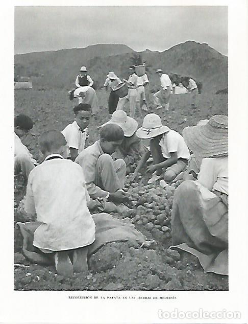 Cartoline: LAMINA 10294: Recoleccion de patata en tierras de Mediania - Claudio de la Torre
