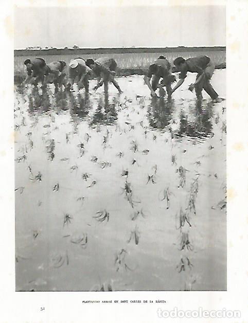 Postkarten: LAMINA 10676: Arrozales de Sant Carles de la Rapita - Josep Pla