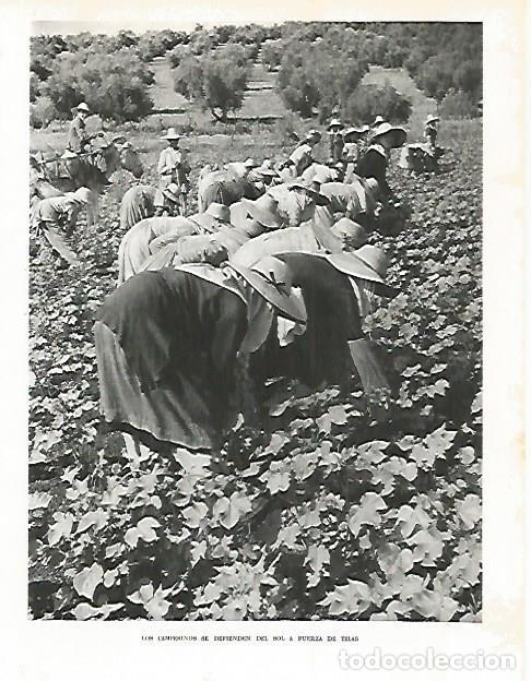 Postkarten: LAMINA 10785: Campesinos en Cordoba - Jose Maria Peman. Fotografias de Ramon Dimas