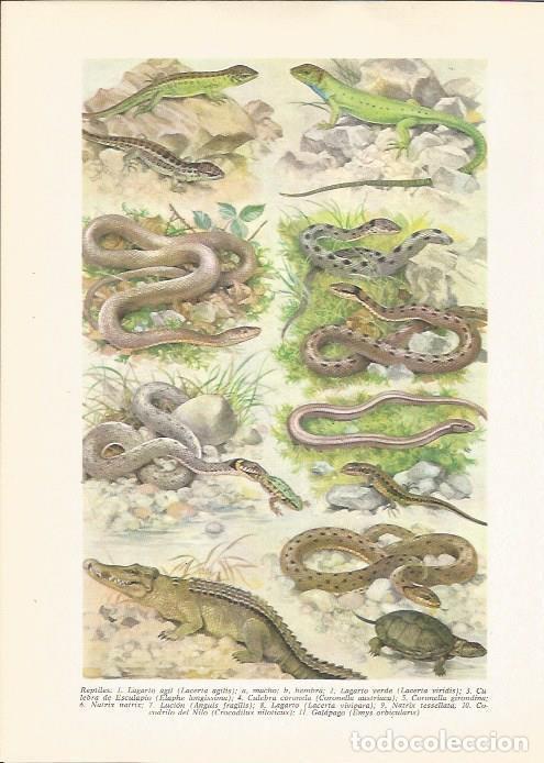 Postcards: LAMINA 24800: Reptiles - VVAA