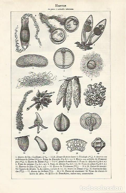 Postales: LAMINA ESPASA 30283: Huevos de peces y animales inferiores - Varios