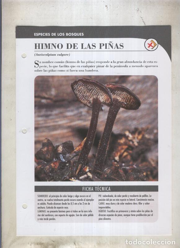 Postcards: Bolets ficha 059: Himno de las pi&ntilde;as (Auriscalpium vulgare) - Varios