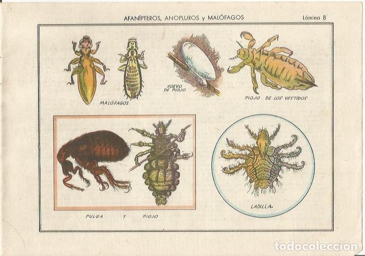 Postales: LAMINA 25471: Pulgas - Varios