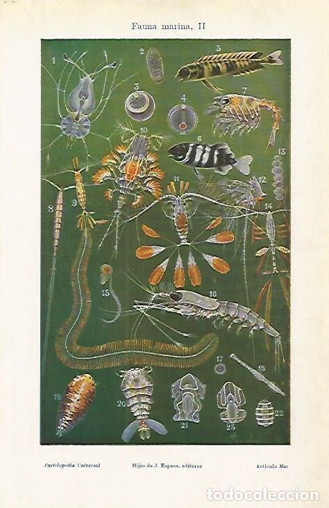 Postkarten: LAMINA ESPASA 4035: Fauna marina(II) - Varios Autores
