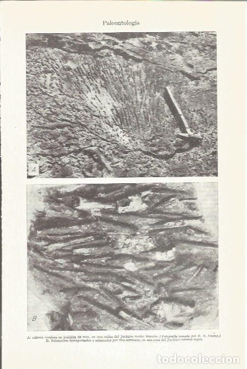 Postcards: LAMINA ESPASA 37341: Colonia coralina - Varios