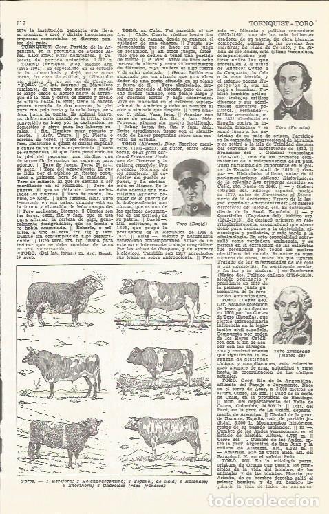 Postcards: LAMINA 51612: Especies de toros - VVAA