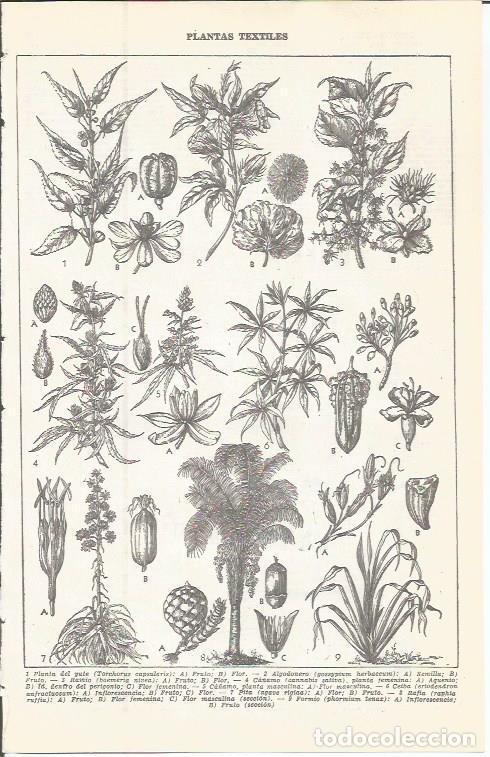 Postcards: LAMINA 51602: Plantas textiles - VVAA