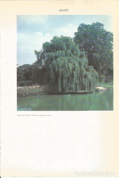 Postcards: LAMINA 51578: Sauce lloron - VVAA