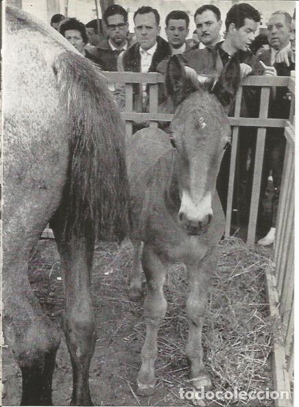 Postcards: LAMINA 51429: Feria del Ganado de Granollers - M. Bartolome Lopez