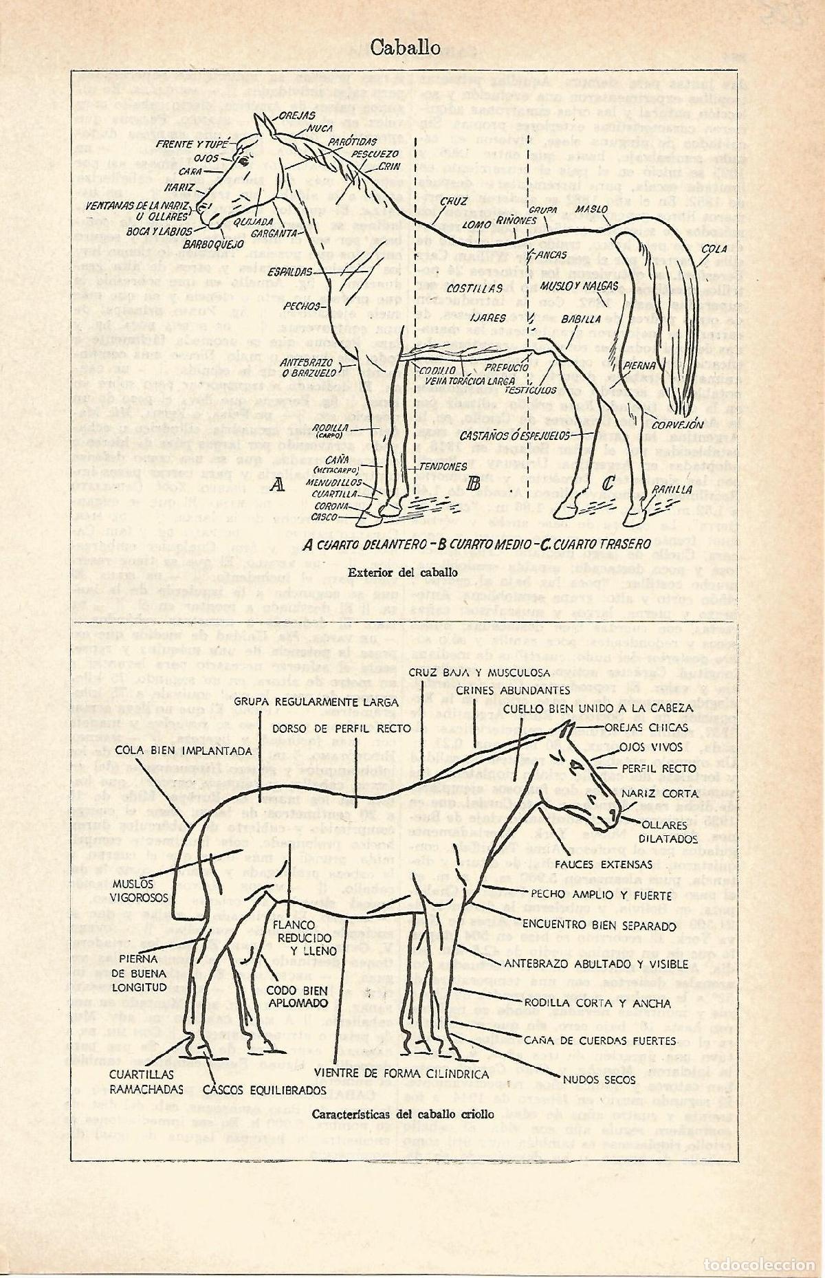 Cartoline: Lamina 111: Caballo - Varios