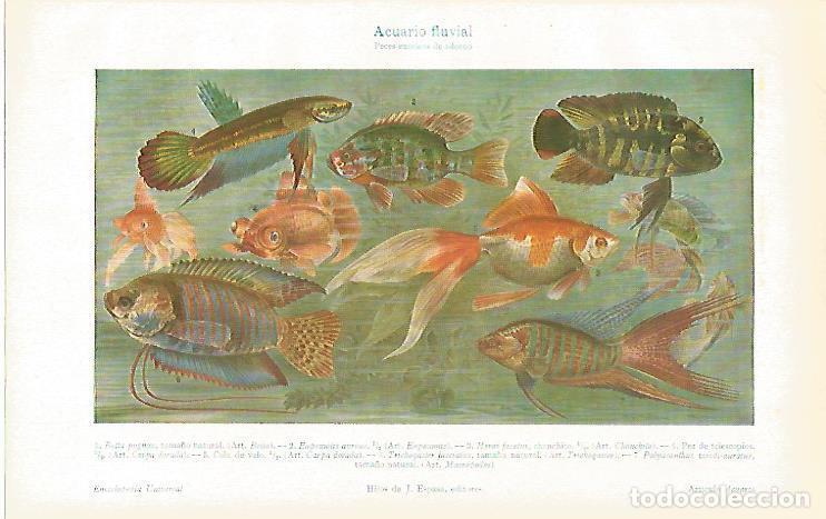 Cartoline: LAMINA ESPASA 31376: Acuario fluvial - Varios