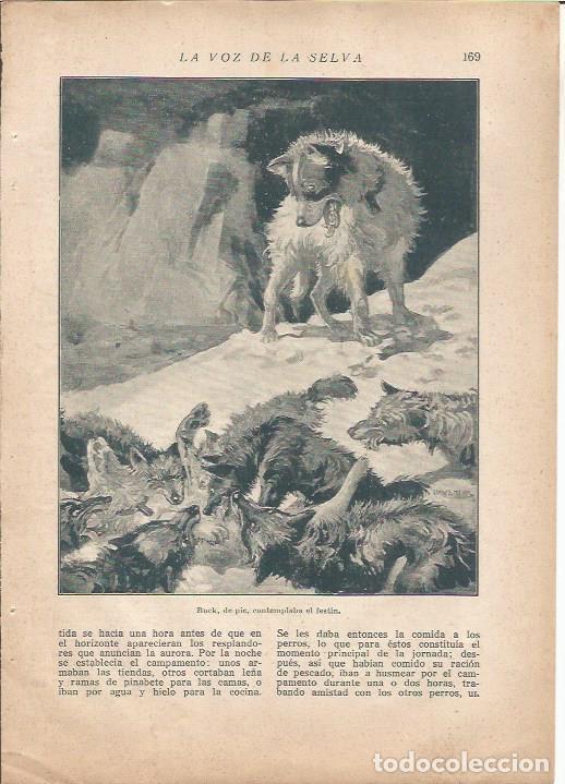 Cartoline: LAMINA 27169: Ilustracion de Llaverias para La voz de la selva - VVAA
