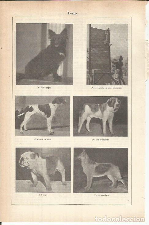 Postcards: LAMINA ESPASA 37789: Razas de perro - Varios