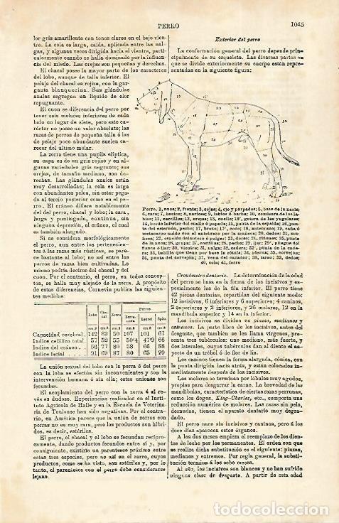 Postcards: LAMINA ESPASA 31720: Exterior del perro - Varios