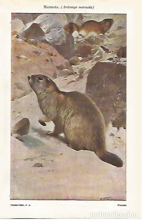 Postkarten: LAMINA ESPASA 31699: Marmota - Varios
