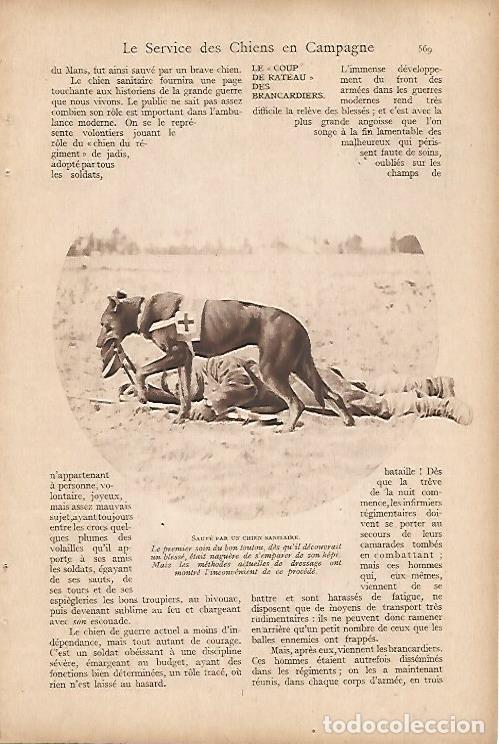 Postcards: LAMINA 12603: Perro sanitario - Varios