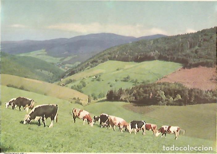 Cartes Postales: LAMINA 13136: Vacas - Varios