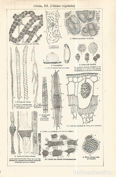 Postkarten: LAMINA ESPASA 32476: Celulas vegetales - Varios