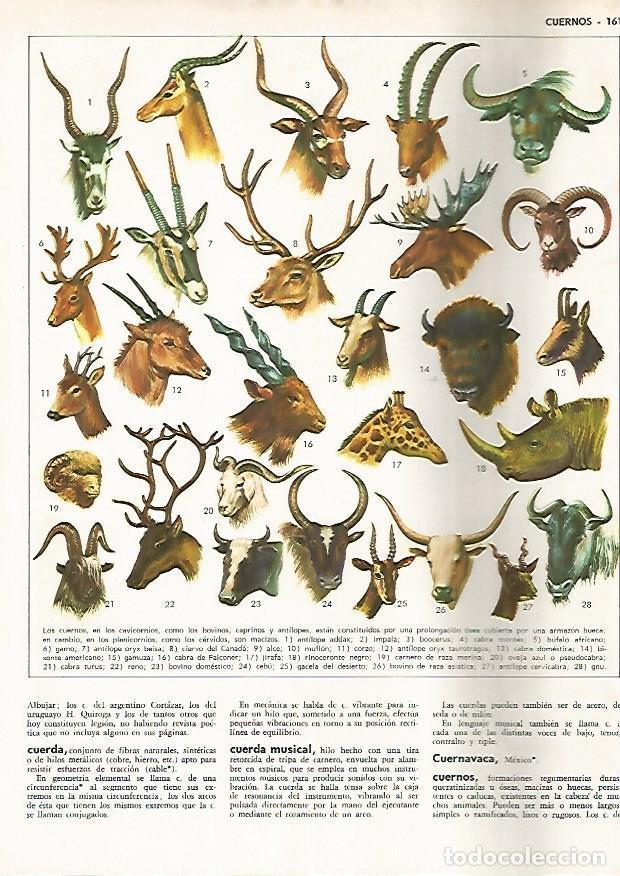 Postkarten: LAMINA MONITOR 0819: Animales con cuernos - Varios
