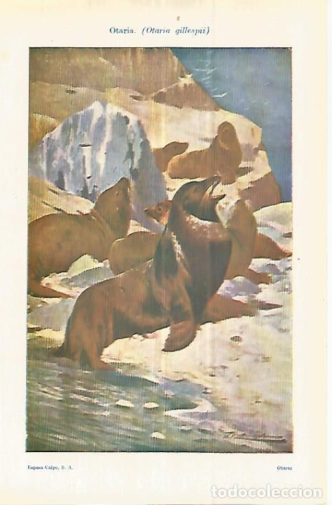 Postales: LAMINA ESPASA 32962: Otaria - Varios