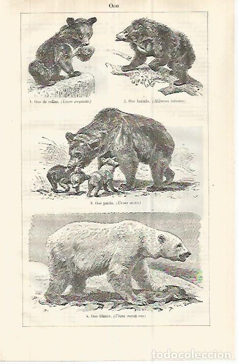 Cartoline: LAMINA ESPASA 32942: Oso - Varios