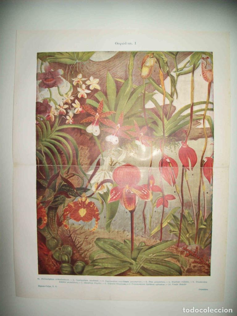 Postcards: LAMINA ESPASA 32912: Orquideas - Varios