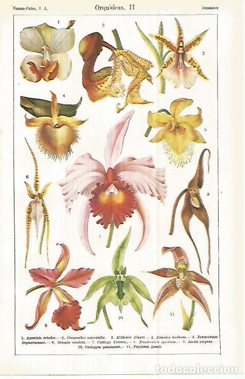 Cartes Postales: LAMINA ESPASA 32913: Tipos de orquideas - Varios