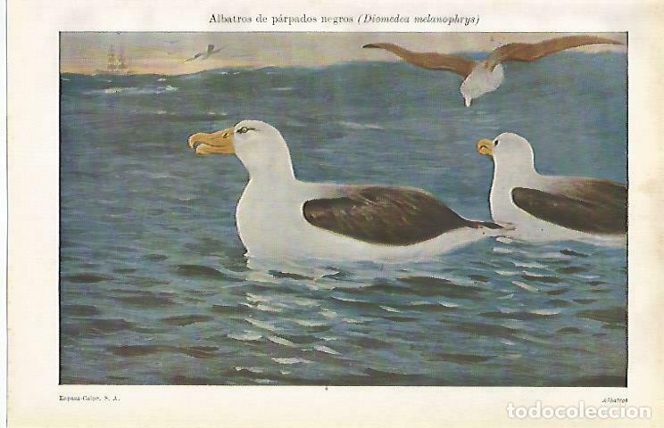 Postais: LAMINA ESPASA 33631: Albatros de parpados negros - Varios