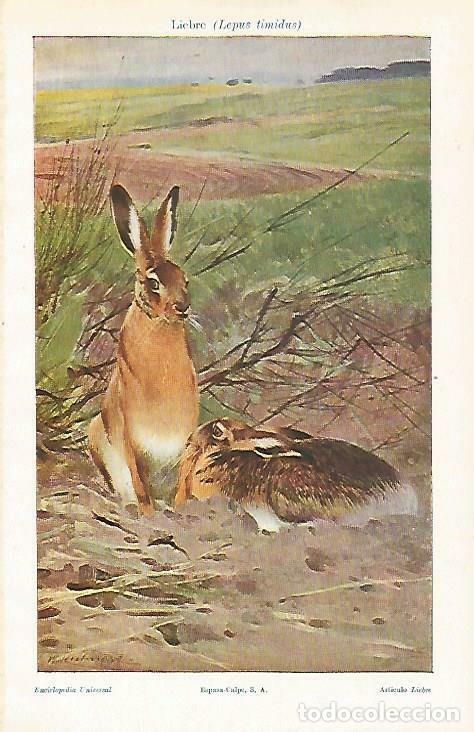Cartoline: LAMINA ESPASA 33256: Liebre - Varios