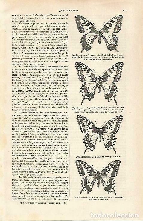Cartoline: LAMINA ESPASA 33186: Especies de Papilio machaon - Varios