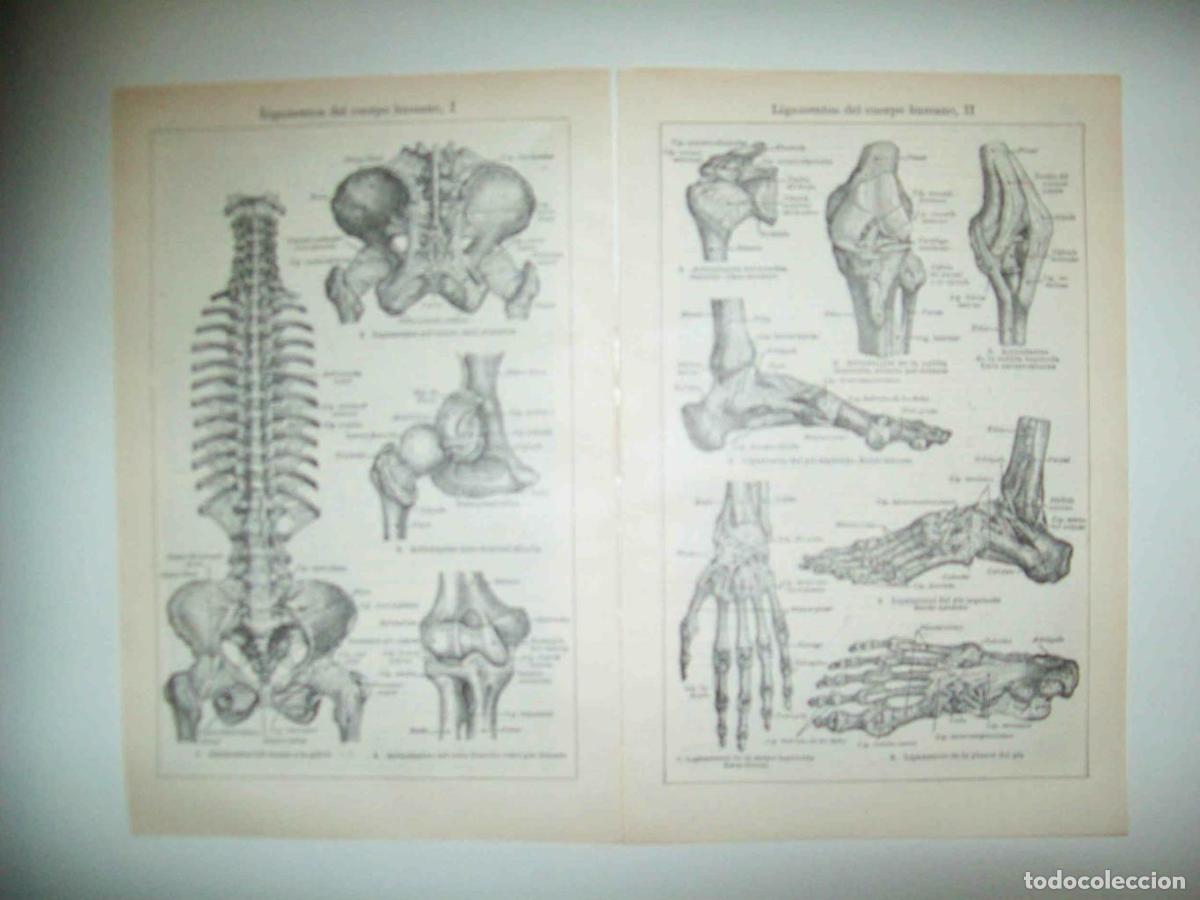 Cartes Postales: LAMINA ESPASA 33268: Ligamentos del cuerpo humano - Varios