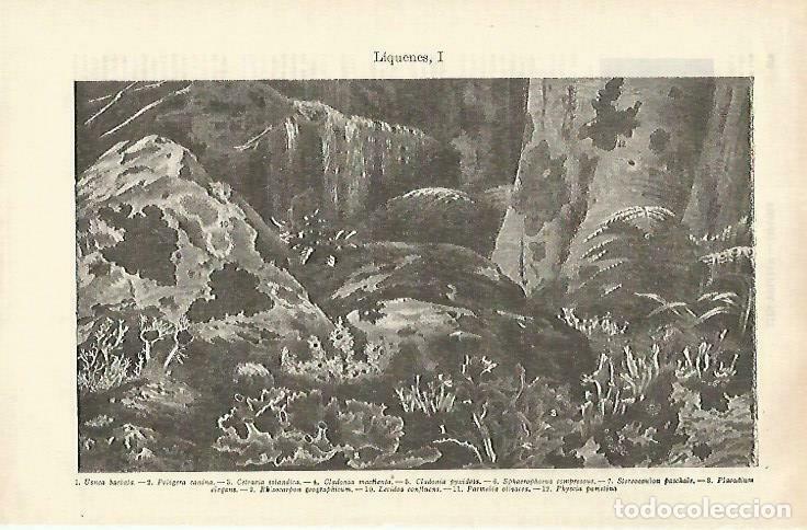 Postais: LAMINA ESPASA 33333: Liquenes - Varios