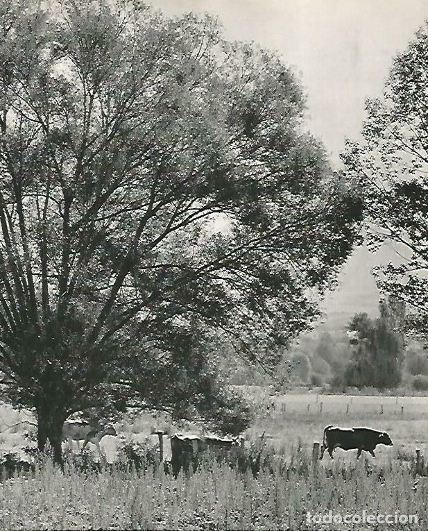 Postais: LAMINA 14666: Prado de la Cerdanya - Estanislau Torres. Fotografias de Francesc Catala Roca