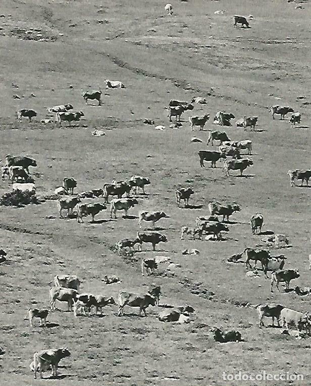 Postcards: LAMINA 14623: Vacas en el Vall d'Aran - Estanislau Torres. Fotografias de Francesc Catala Roca
